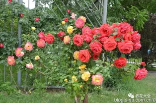 简单易学， 嫁接月季树