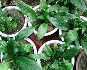 白掌如何养护才能使其开花更旺盛？