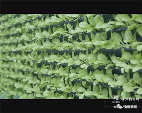 适合在院里种植的蔬菜种子推荐