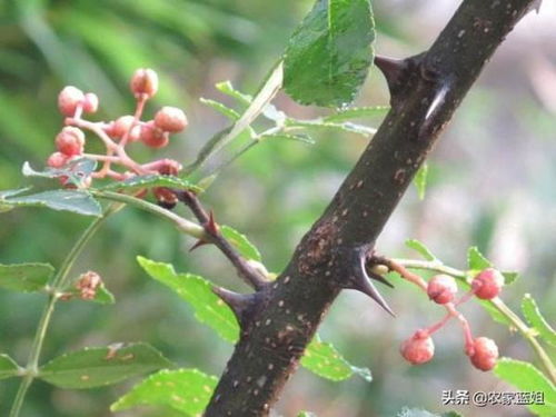 泽漆为何有的“双”枝不分，其奥秘何在