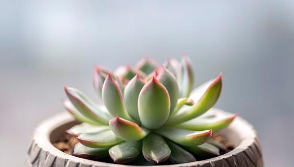 为什么灯泡附近的多肉植物会频繁出现虫害