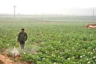 除草剂：葡萄园的清道夫