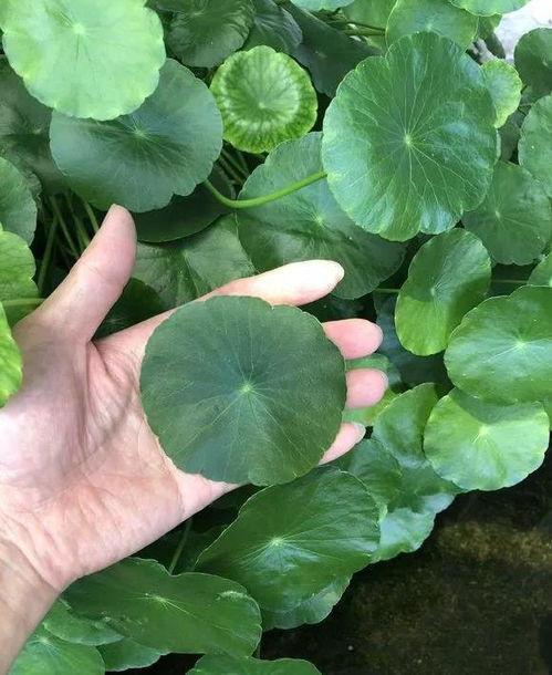 铜钱草半土半水，如何种出翠绿盎然