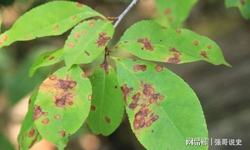 药剂推荐， 56%嘧菌·百菌清悬浮剂