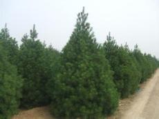 第一步：堪苗子