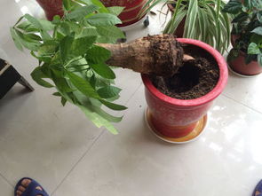 发财树被冻坏了怎么办？如何挽救