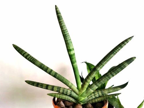 虎皮兰的养护方法