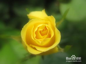 月季花叶子发黄怎么办？如何有效防治月季黄叶问题