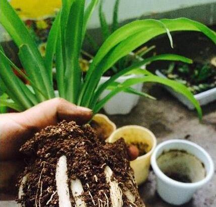 菜花茎部发黑的原因和解决办法