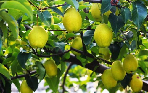 梨箱子里的秘密：品种揭秘与价格探秘