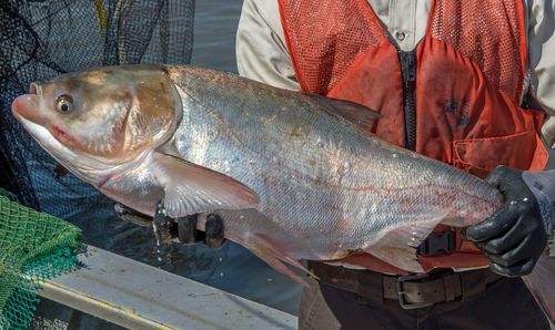 鲢鱼鱼卵是否可食用，及其营养价值如何
