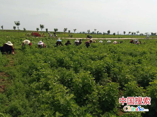 艾草：小草变大产业， 农民增收的“金叶子”