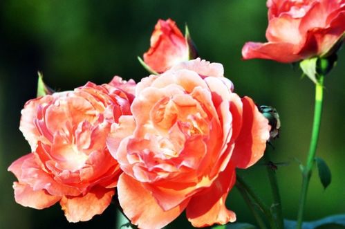 气候条件对花期的影响