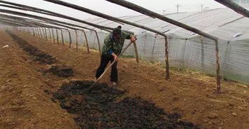 山坡地种植与大棚种植：收益与赚钱大揭秘