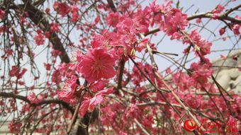 树的叶子像刺一样，是啥树啊？