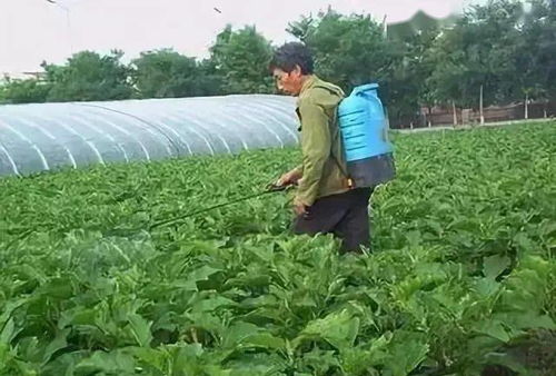 大头菜种植：寻找加速成长的秘密武器