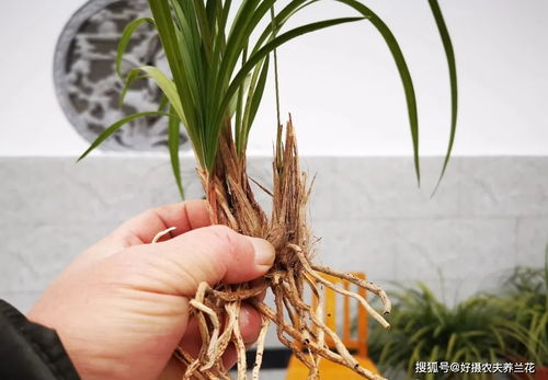 植物将军切口如何处理？能否让伤口愈合如初