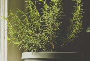 种植地点的选择