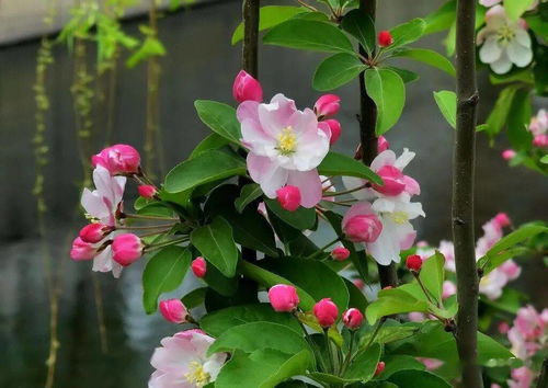 铁海棠花，又称傲立风霜