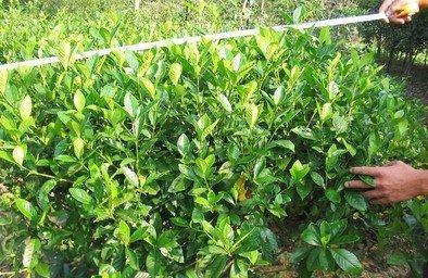 栀子花宜深盆种植，更利于根系发展