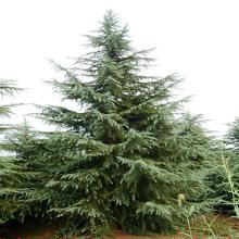 雪松的栽种选择：路边、庭院还是公园？