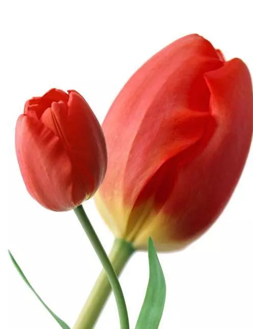 光照与水分的奥秘