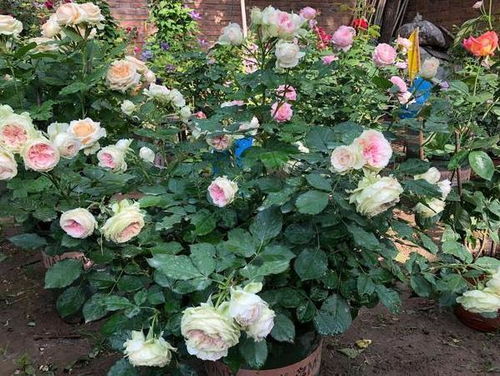 土壤要求：疏松肥沃是关键