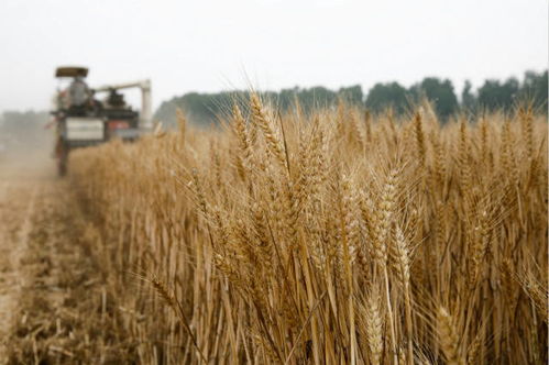 湿小麦保鲜秘籍：花卉种植的科学储存技巧！
