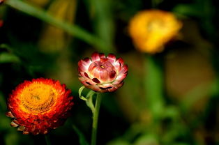 那些花儿，花儿那些事儿