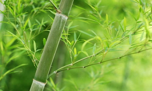 高温烂根的烦恼