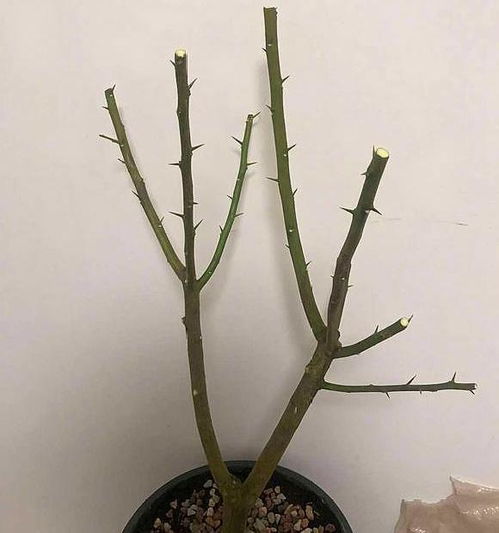 柠檬籽种植如何快速发芽？种植几年后能结果