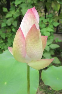 荷花种子种植当年嫩开花吗？种植方法对开花有影响吗？