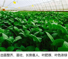 2. 促进根系发育， 提高抗病Neng力