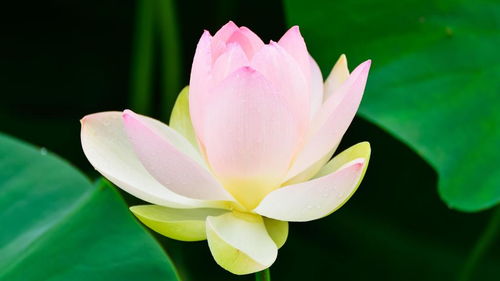 睡莲花的生命力