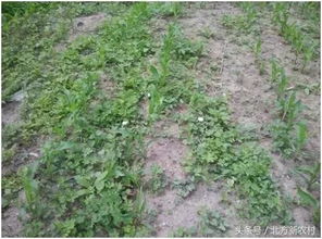 玉米田芦苇除草剂的选择小技巧