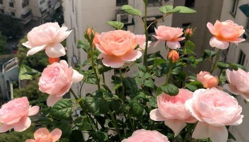 盆栽月季的养护，你真的了解吗？