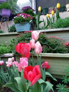 正规的花友圈是什么样的？