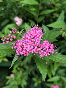 南北方种植差异