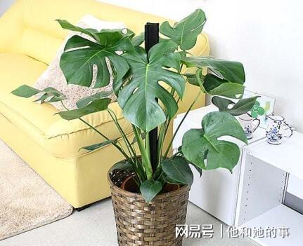 龟背竹适合放客厅吗？这样摆放