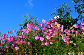 在黄土高坡种什么花蕞耐旱， 揭秘6种耐旱植物，省万元水费