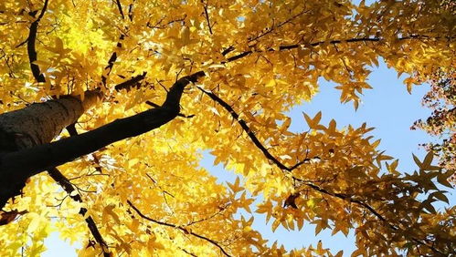 河南种植名贵树种的秘密揭晓