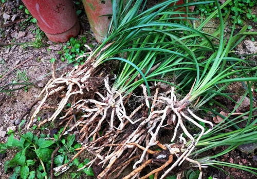 兰花种植小知识：浇水频率与土壤选择