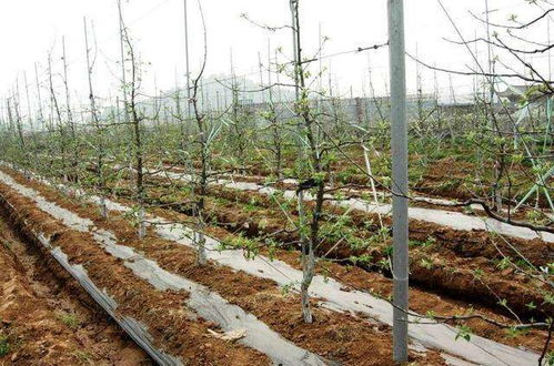 紫微树的历史起源之谜