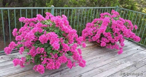 三角梅，生命力顽强！