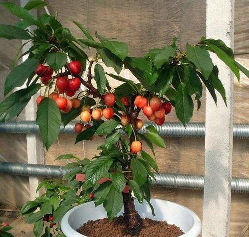 后院栽什么果树最好？这些品种既美观又实用吗