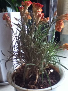 刚移植的花蔫了怎么办？是土壤问题还是浇水不当
