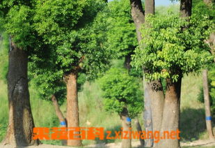 不同树种，收益不同