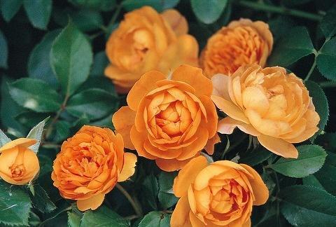 奶油糖果月季优点