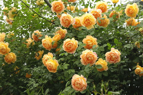 蓝色阴雨月季的美妙之处