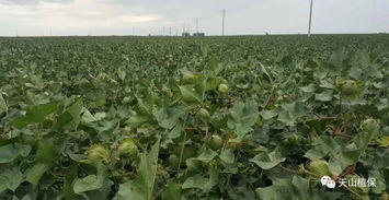 大连的海风与盐碱， 花草的挑战与机遇